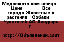 Медвежата пом шпица › Цена ­ 40 000 - Все города Животные и растения » Собаки   . Чукотский АО,Анадырь г.